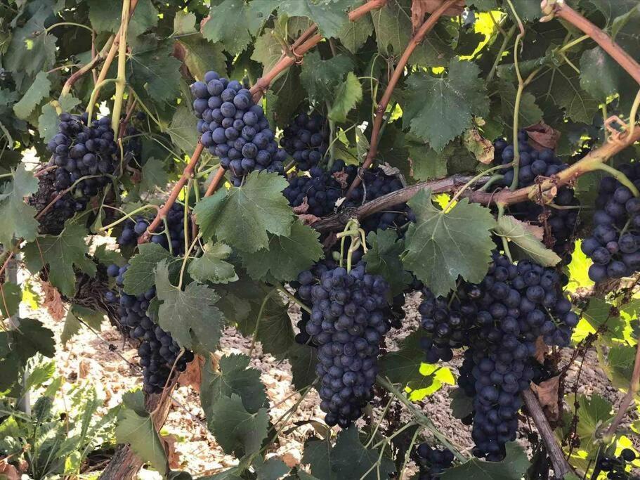Gites En B&B Le Clos De La Cerise Châteauneuf-du-Pape Buitenkant foto